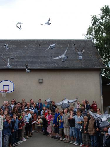 pigeons 3
